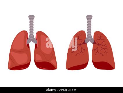 Medizinische Biologie des Lungendiagramms. Vektordarstellung isoliert auf weißem Hintergrund Stock Vektor