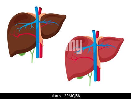 Die anatomische Struktur der Leber. Leberorgan auf weißer Hintergrundvektordarstellung isoliert Stock Vektor