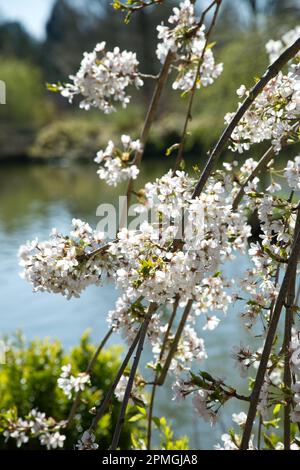 Weiße Frühlingsblüte von verzierendem yoshino-Kirschbaum prunus x yedoensis Shidare-yoshino im britischen Garten April Stockfoto