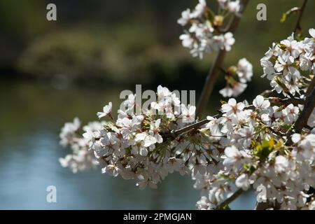 Weiße Frühlingsblüte von verzierendem yoshino-Kirschbaum prunus x yedoensis Shidare-yoshino im britischen Garten April Stockfoto
