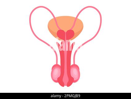 Männliche Fortpflanzungssysteme auf weißem Hintergrund. Vektordarstellung männlicher Fortpflanzungssysteme Stock Vektor