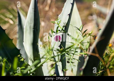 Nahaufnahme der Agarpflanze in Sizilien, Italien Stockfoto