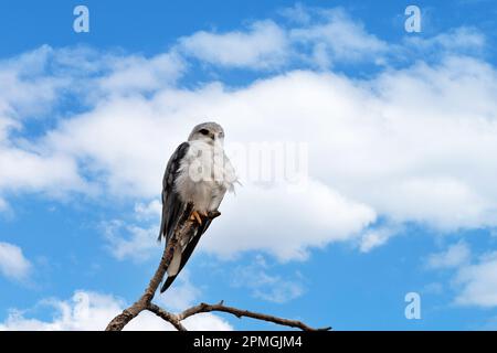 Ein wachsamer Schwarzflügeldrachen, elanus caeruleus, thront auf einem toten Baum im Nairobi National Park, Kenia. Sommer Himmel Hintergrund mit Platz für Text. Stockfoto