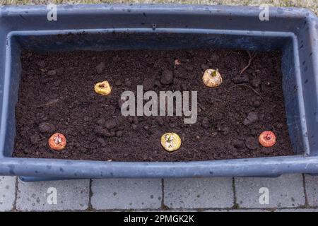 Nahaufnahme von gepflanzten Gladiolusbirnen im Blumenbeet. Schweden. Stockfoto