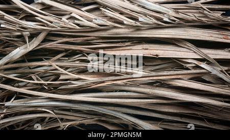 Nahaufnahme von getrockneten tropischen Palmenblättern, Abstraktion von trockenen toten Blättern oder Laub für natürliche organische Düngemittel, umweltfreundliches und biologisch abbaubares Material Stockfoto