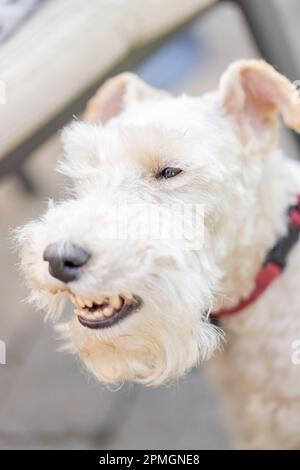 Wire Fox Terrier Porträt. Außenaufnahme. Hochwertige Fotos Stockfoto