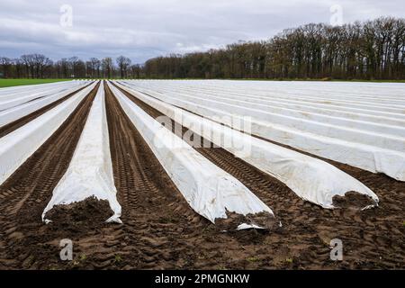 Wesel, Nordrhein-Westfalen, Deutschland - Spargelfeld, Spargelanbau unter Folie, Spargelspargel, hier anlässlich einer Presseveranstaltung für Stockfoto