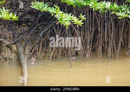 Zwei glatt beschichtete Otter, die zwischen den Pfahlwurzeln in einem Mangrovenfluss, Singapur, nach Fisch jagen Stockfoto