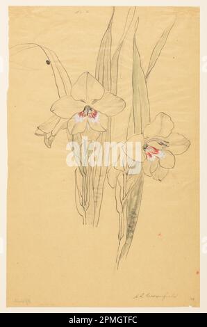 Zeichnung, Studie von Amaryllises; entworfen von Sophia L. Crownfield (amerikanisch, 1862–1929); USA; Stift und Tinte, Pinsel und Aquarell, Graphit auf Malpapier; 47,9 x 30,8 cm (18 7/8 x 12 1/8 Zoll) Matte: 55,9 x 40,6 cm (22 x 16 Zoll) Stockfoto