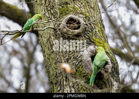 Tierwelt des Vereinigten Königreichs - 13. April 2023 - Ringhals-Sittiche (Psittacula krameri), die ihren Wohnsitz im Norden Englands eingenommen haben, suchen nach Nistplätzen und nehmen an Werbekampagnen Teil, Northcliffe Woods, Bradford, West Yorkshire, England, UK. Kredit: Rebecca Cole/Alamy Live News Stockfoto