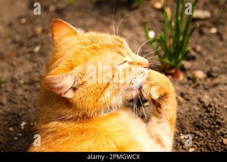 Die rote Katze wäscht auf dem Naturhintergrund. Porträt einer kleinen Ingwer-Tabby-Katze, die auf dem Gartenfeldhintergrund das Haar der Pfote leckt. Nahaufnahme Stockfoto