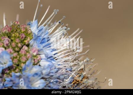 Gran Canaria Blue (Echium callithyrsum), Makrodetails der Blume, selektiver Fokus auf die Stämme. Stockfoto
