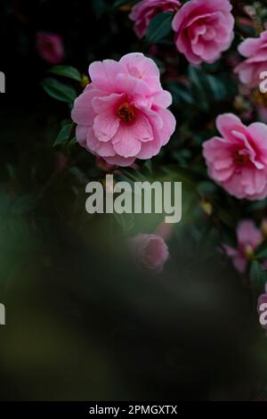 Japanische Kamelie, wunderschöne rosa Blume Stockfoto