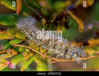 Larch Tussock Moth auf einem Ast - Makrofotografie. Stockfoto