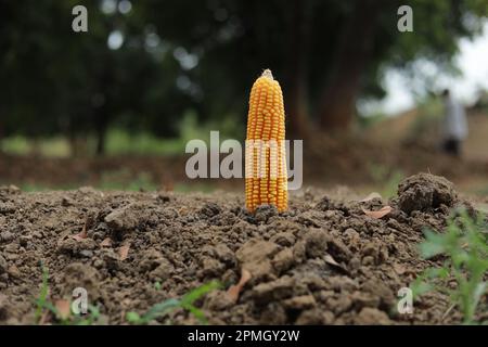 Frische gelbe Maiskolben auf dem Gebiet des organischen Maises. Warten auf Ernte. Konzept Lebensmittel und Pflanzen Stockfoto