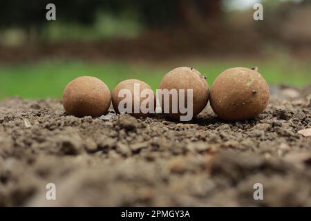 Sapodilla-Frucht, isoliert auf weißem Hintergrund, indisches Chikoo oder Chiku Stockfoto