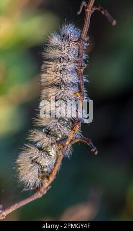 Larch Tussock Moth auf einem Ast - Makrofotografie. Stockfoto