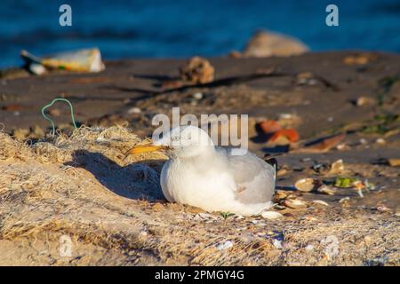 Europäische Heringsmöwe am Strand. Stockfoto
