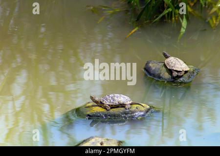 Spanische Wasserschildkröte, die sich auf einem Felsen im Wasser sonnt. Stockfoto