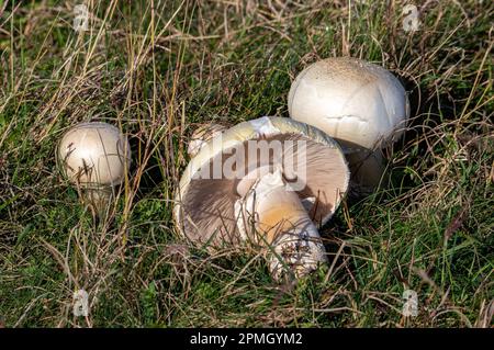 Eine Gruppe Agaricus-Bisporus-Pilze im Gras, Feld Stockfoto