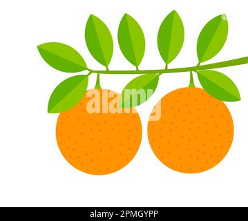 Orangen, Früchte auf dem Zweig. Orangenbaum. Vektordarstellung. Stock Vektor