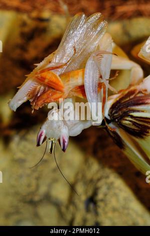 Hymenopus coronatus, Orchieen-Mantis, Kronenfangschrecke, Gottesanbeterin, Walking Flower Mantis, Rosa Orchideen-Gottesantis, Gottesanbeterin Stockfoto