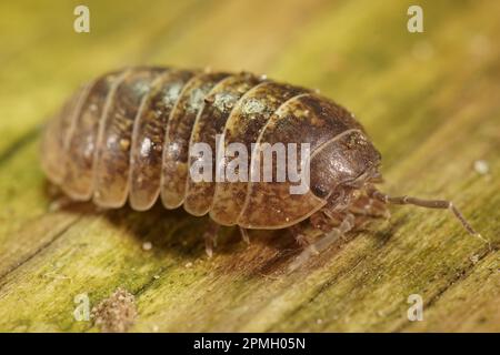 Natürliche Nahaufnahme einer gewöhnlichen Pille, Armadillidium vulgare, die auf einem Stück Holz sitzt Stockfoto