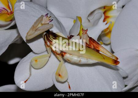 Hymenopus coronatus, Orchieen-Mantis, Kronenfangschrecke, Gottesanbeterin, Walking Flower Mantis, Rosa Orchideen-Gottesantis, Gottesanbeterin Stockfoto