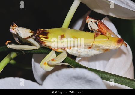 Hymenopus coronatus, Orchieen-Mantis, Kronenfangschrecke, Gottesanbeterin, Walking Flower Mantis, Rosa Orchideen-Gottesantis, Gottesanbeterin Stockfoto