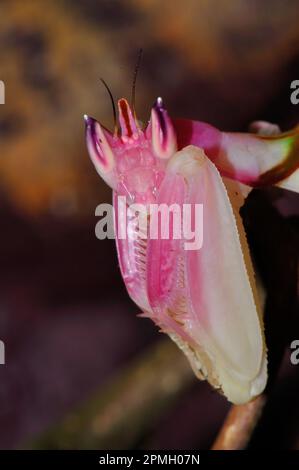 Hymenopus coronatus, Orchieen-Mantis, Kronenfangschrecke, Gottesanbeterin, Walking Flower Mantis, Rosa Orchideen-Gottesantis, Gottesanbeterin Stockfoto