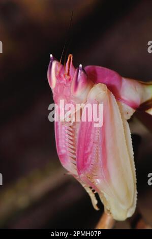 Hymenopus coronatus, Orchieen-Mantis, Kronenfangschrecke, Gottesanbeterin, Walking Flower Mantis, Rosa Orchideen-Gottesantis, Gottesanbeterin Stockfoto