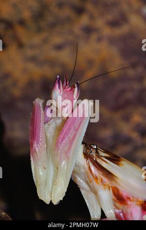 Hymenopus coronatus, Orchieen-Mantis, Kronenfangschrecke, Gottesanbeterin, Walking Flower Mantis, Rosa Orchideen-Gottesantis, Gottesanbeterin Stockfoto