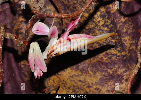 Hymenopus coronatus, Orchieen-Mantis, Kronenfangschrecke, Gottesanbeterin, Walking Flower Mantis, Rosa Orchideen-Gottesantis, Gottesanbeterin Stockfoto