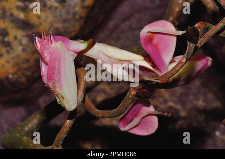 Hymenopus coronatus, Orchieen-Mantis, Kronenfangschrecke, Gottesanbeterin, Walking Flower Mantis, Rosa Orchideen-Gottesantis, Gottesanbeterin Stockfoto