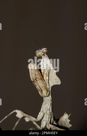 Deroplatys lobata, Totes-Blatt-Mantis, Gottesanbeterin, tote Blattantenentzündung Stockfoto