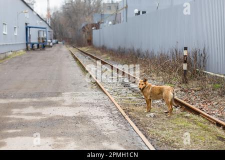 Streunender Hund steht auf den Gleisen. Ein obdachloses Tier Stockfoto