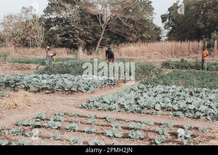 Ouagadougou, Burkina Faso, Afrika. Szenen des Arbeitslebens in den Vororten der Hauptstadt, wo die Wirtschaft im Wesentlichen auf der Landwirtschaft basiert Stockfoto