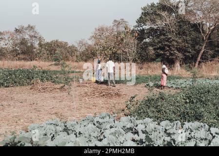 Ouagadougou, Burkina Faso, Afrika. Szenen des Arbeitslebens in den Vororten der Hauptstadt, wo die Wirtschaft im Wesentlichen auf der Landwirtschaft basiert Stockfoto