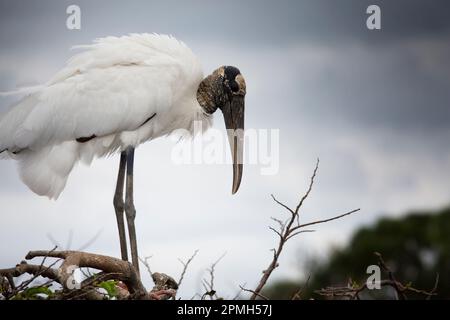 Wood Stork, Mycteria americana, vor einem launischen Himmel auf einem Pond Apple Tree in Florida Stockfoto