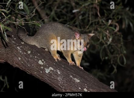 Gewöhnlicher Stachelschwanzpossum (Trichosurus vulpecula vulpecula), Erwachsener, der im Baum im Südosten von queensland, Australien, steht März Stockfoto