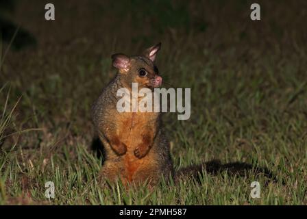 Gemeiner Stachelschwanz-Possum (Trichosurus vulpecula vulpecula), Erwachsener, der auf Gras sitzt, Südost-queensland, Australien März Stockfoto