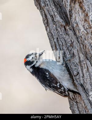 Ein männlicher Downy Woodpecker, der an einem Baum in einem Wald in Colorado forscht. Stockfoto