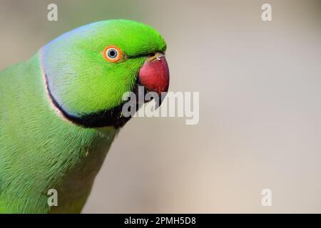 Rosensittich. Nahaufnahme des grünen tropischen Papageienvogel. Weicher Bokeh-Hintergrund, Kopierraum. In der Wildnis, Fuerteventura, Spanien. Stockfoto