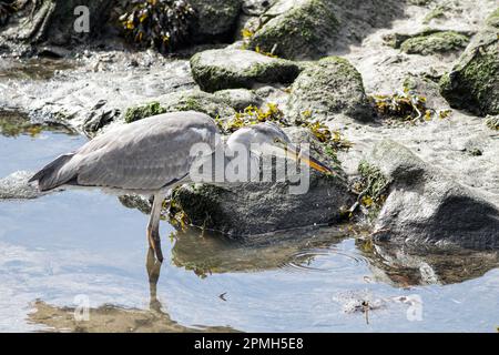 Großer Reiher, der einen kleinen Aal isst, den er gerade im Fluss Douro gefangen hat Stockfoto