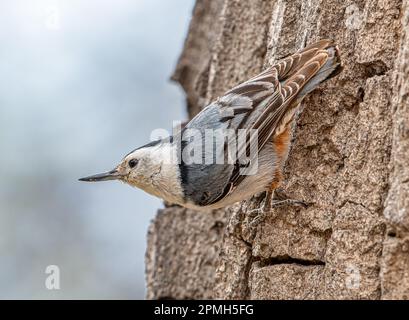 Eine Weißbrust Nuthatch (Sitta carolinensis) thront auf einzigartige Weise, während sie in einem Kiefernwald von Colorado auf die Suche kommt. Stockfoto