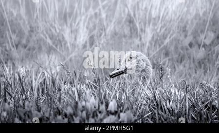 Eine Profilnahaufnahme eines Babyschwans oder Cygnet ( Cygnus ) in Schwarzweiß, Negativraum Stockfoto