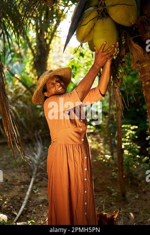 Ältere indische Farmerin mit einer großen Kokosnuss, die an einer Kokosnusspalme hängt und glücklich lächelt. Alte Sri-lankische fröhliche Frau auf ihrer Kokosnussfarm Stockfoto