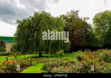 Großer Weidenbaum neben einer Rose und einem Rosengarten im Botanischen Garten in Belfast, Nordirland Stockfoto