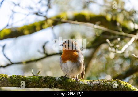 Robin Redbreast sitzt auf einem Ast Stockfoto