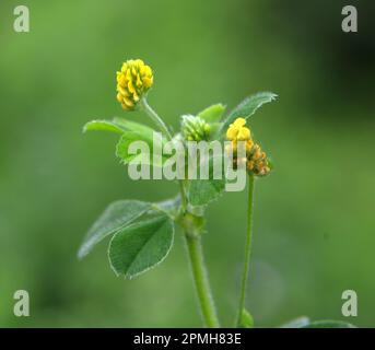 Auf der Wiese in der wilden Blüte Alfalfa Hop (Medicago lupulina) Stockfoto